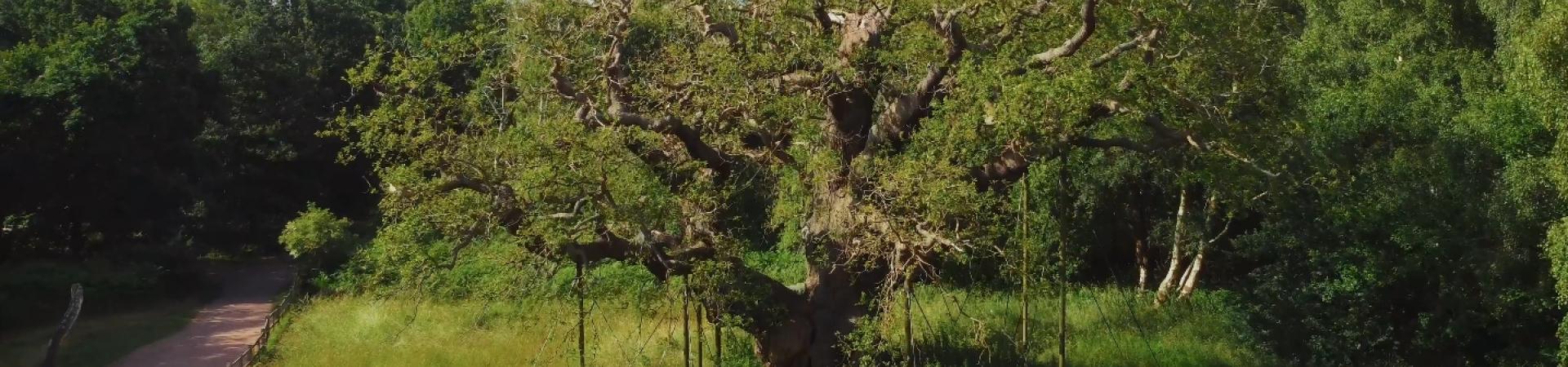 Major oak