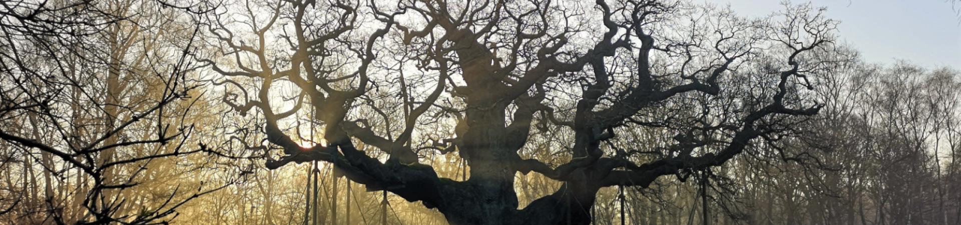 Oak tree