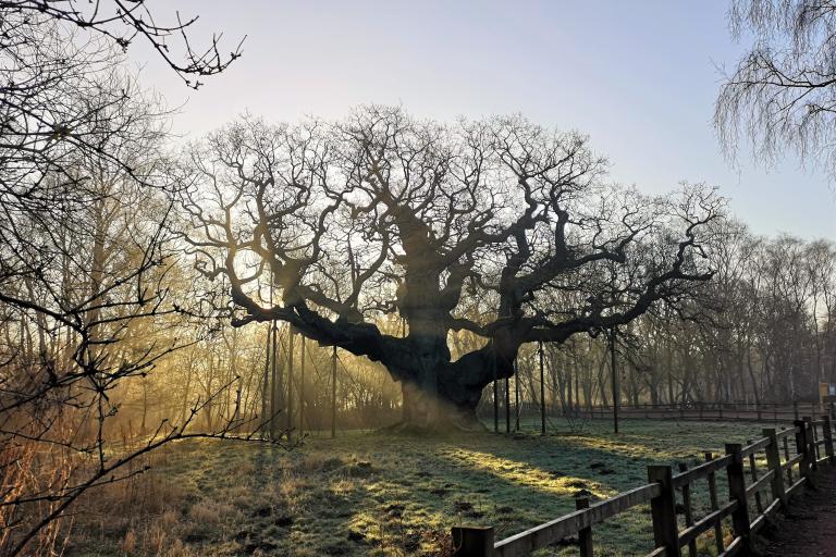 RSPB Sherwood Forest - Major Oak