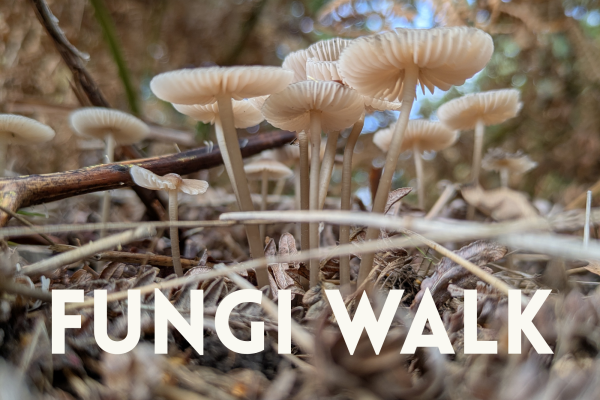 Fungi Walk 