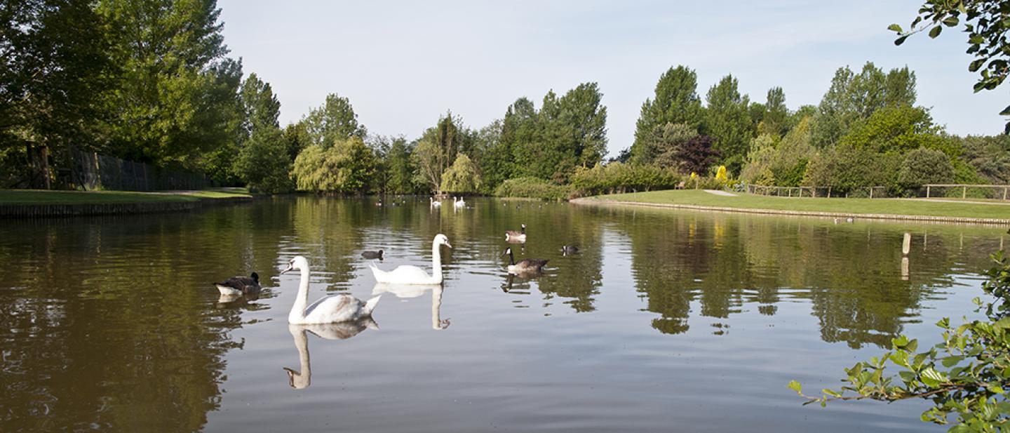 Swan Sanctuary